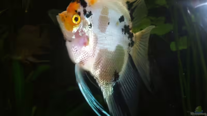 Besatz im Aquarium Südamerika von Stefan-HL (9)