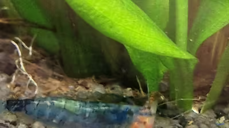 Besatz im Aquarium Südamerika von Südamerikafan (38)