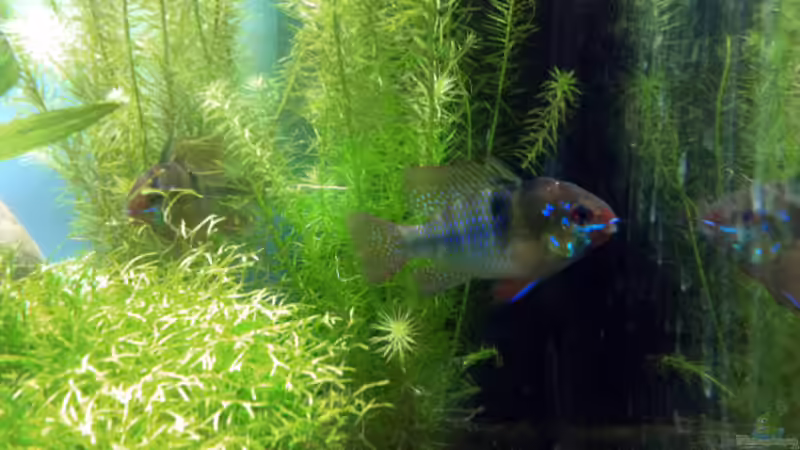 Besatz im Aquarium Südamerika von vanHouten (5)