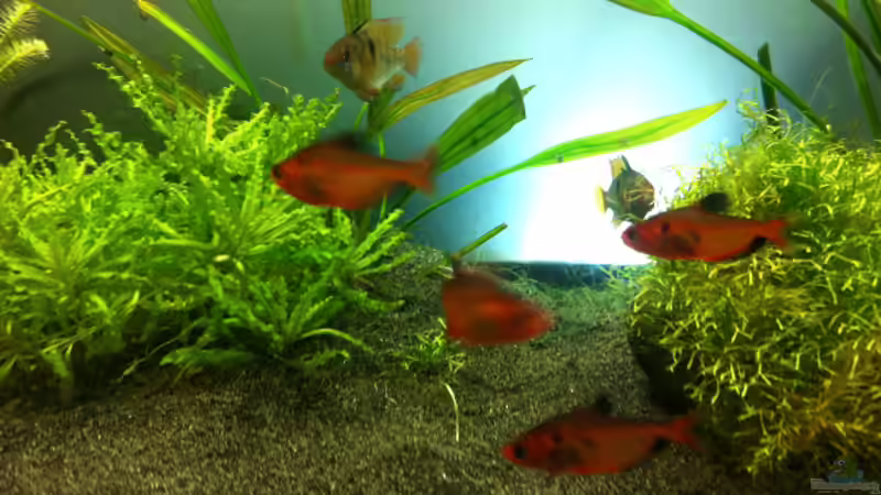 Besatz im Aquarium Südamerika von vanHouten (6)