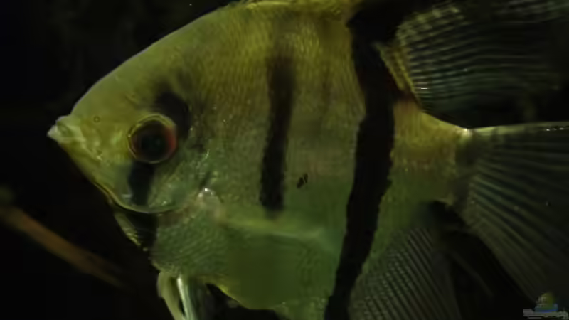 Besatz im Aquarium Südamerika-WG von Fat Tony (18)