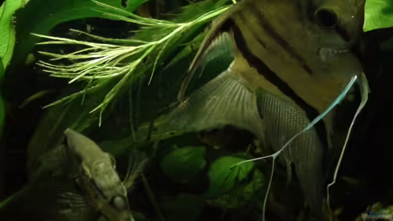 Besatz im Aquarium Südamerika-WG von Fat Tony (24)