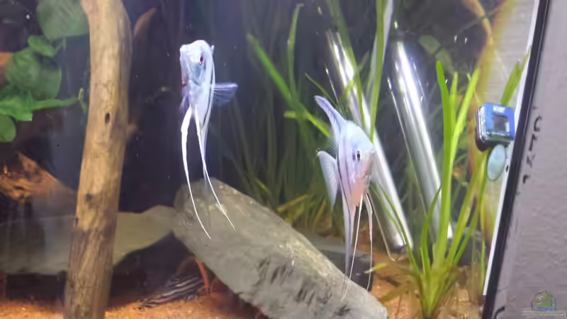 Besatz im Aquarium Südamerika Zebra Gesellschaftsbeken von Fischflüsterer (12)