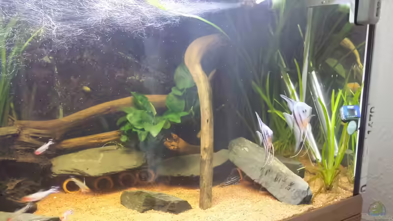 Besatz im Aquarium Südamerika Zebra Gesellschaftsbeken von Fischflüsterer (13)