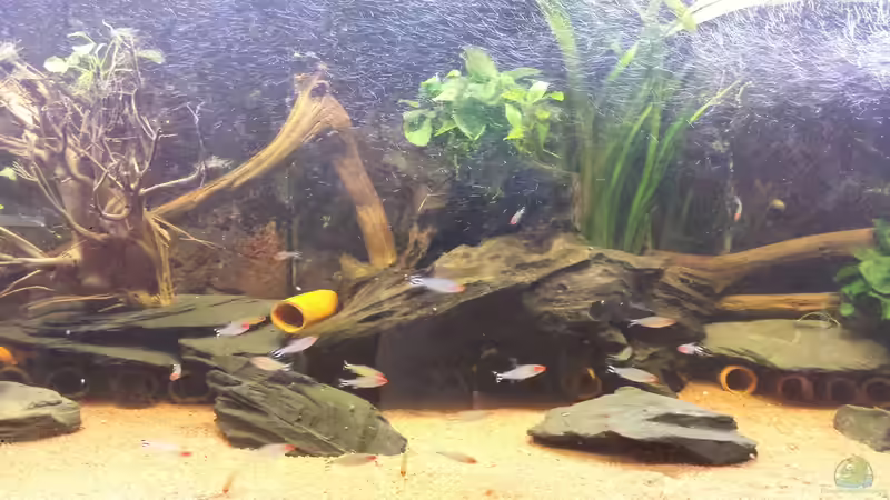 Besatz im Aquarium Südamerika Zebra Gesellschaftsbeken von Fischflüsterer (14)