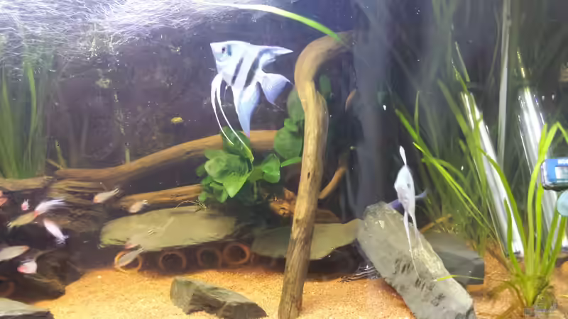 Besatz im Aquarium Südamerika Zebra Gesellschaftsbeken von Fischflüsterer (15)