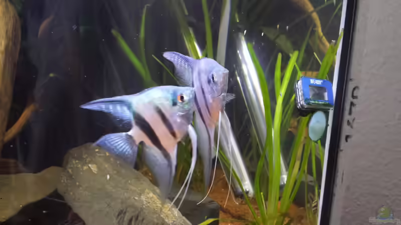 Besatz im Aquarium Südamerika Zebra Gesellschaftsbeken von Fischflüsterer (16)