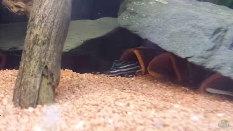 Besatz im Aquarium Südamerika Zebra Gesellschaftsbeken von Fischflüsterer (17)