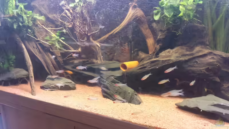 Besatz im Aquarium Südamerika Zebra Gesellschaftsbeken von Fischflüsterer (18)