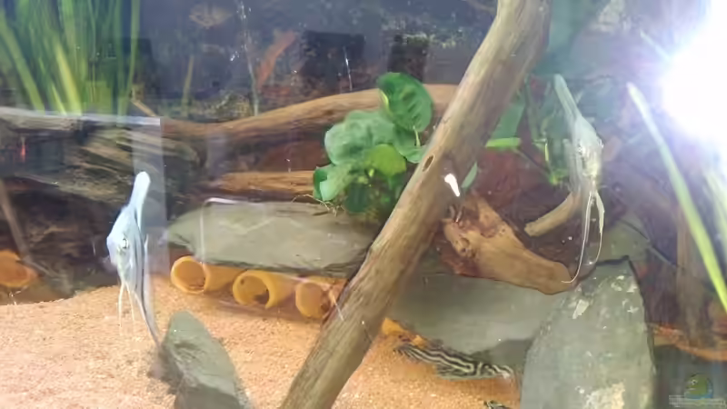 Besatz im Aquarium Südamerika Zebra Gesellschaftsbeken von Fischflüsterer (19)