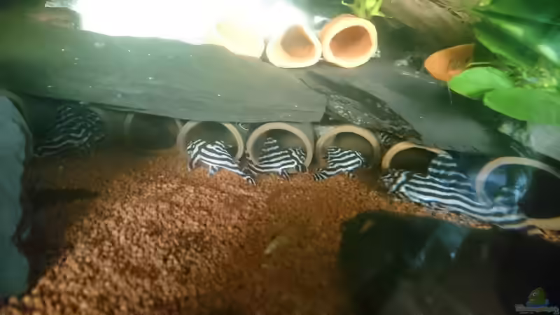 Besatz im Aquarium Südamerika Zebra Gesellschaftsbeken von Fischflüsterer (20)