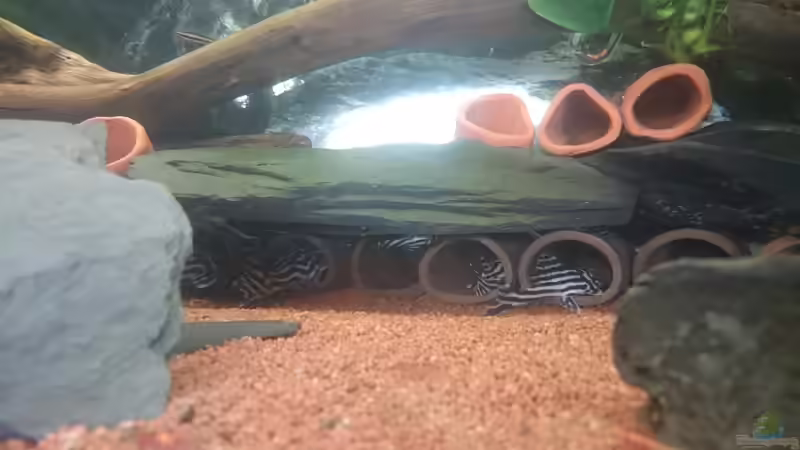 Besatz im Aquarium Südamerika Zebra Gesellschaftsbeken von Fischflüsterer (21)