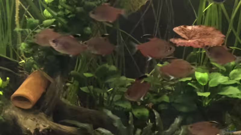 Besatz im Aquarium Südamerika zuhause von Max K. (2)