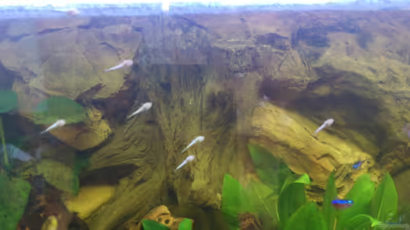 Besatz im Aquarium Südamerika Zwergbuntbarsche von Alsi (101)