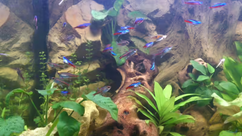 Besatz im Aquarium Südamerika Zwergbuntbarsche von Alsi (103)