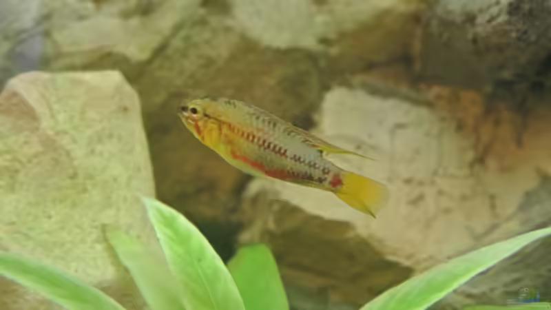 Besatz im Aquarium Südamerika Zwergbuntbarsche von Alsi (62)