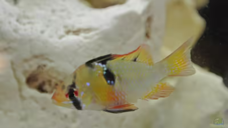 Besatz im Aquarium Südamerika Zwergbuntbarsche von Alsi (63)