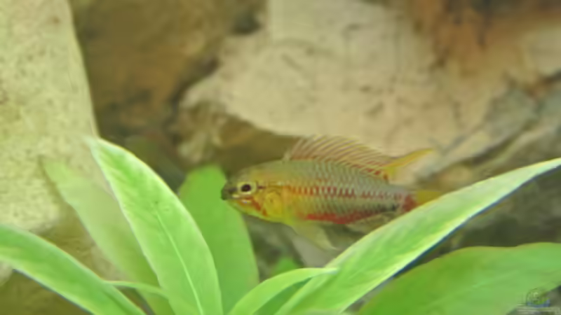 Besatz im Aquarium Südamerika Zwergbuntbarsche von Alsi (64)