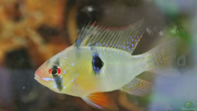 Besatz im Aquarium Südamerika Zwergbuntbarsche von Alsi (65)