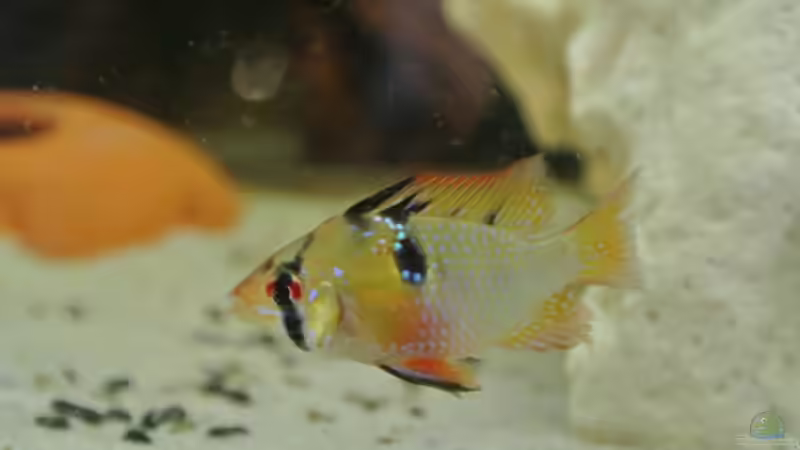 Besatz im Aquarium Südamerika Zwergbuntbarsche von Alsi (66)