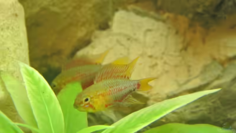 Besatz im Aquarium Südamerika Zwergbuntbarsche von Alsi (68)