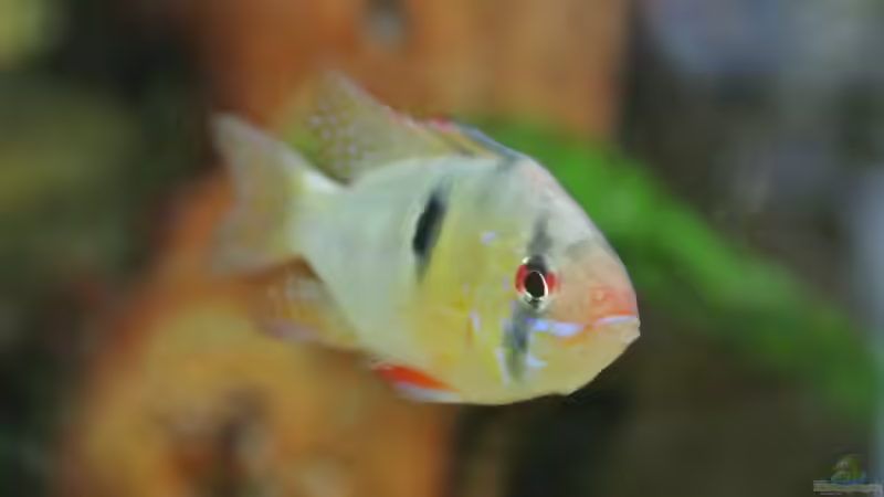 Besatz im Aquarium Südamerika Zwergbuntbarsche von Alsi (69)