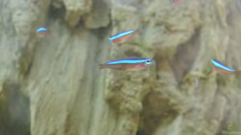 Besatz im Aquarium Südamerika Zwergbuntbarsche von Alsi (70)