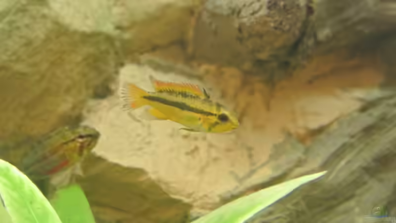 Besatz im Aquarium Südamerika Zwergbuntbarsche von Alsi (71)