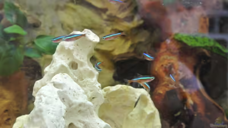 Besatz im Aquarium Südamerika Zwergbuntbarsche von Alsi (72)