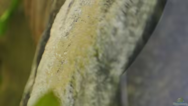 Besatz im Aquarium Südamerika Zwergbuntbarsche von Alsi (74)