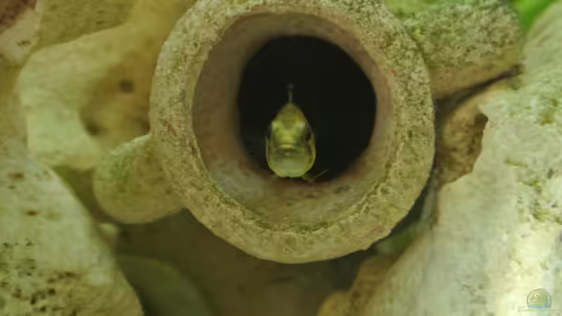 Besatz im Aquarium Südamerika Zwergbuntbarsche von Alsi (76)