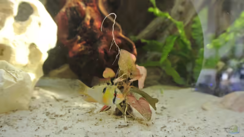 Besatz im Aquarium Südamerika Zwergbuntbarsche von Alsi (77)