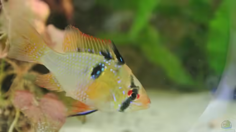 Besatz im Aquarium Südamerika Zwergbuntbarsche von Alsi (81)