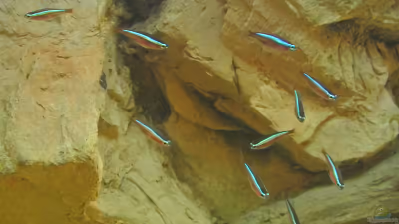 Besatz im Aquarium Südamerika Zwergbuntbarsche von Alsi (82)