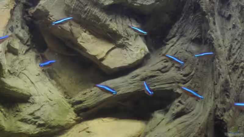 Besatz im Aquarium Südamerika Zwergbuntbarsche von Alsi (83)