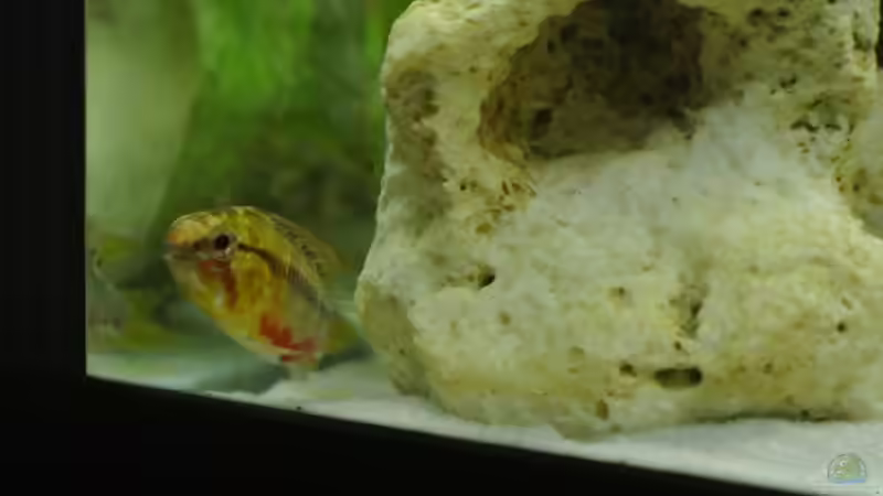 Besatz im Aquarium Südamerika Zwergbuntbarsche von Alsi (84)