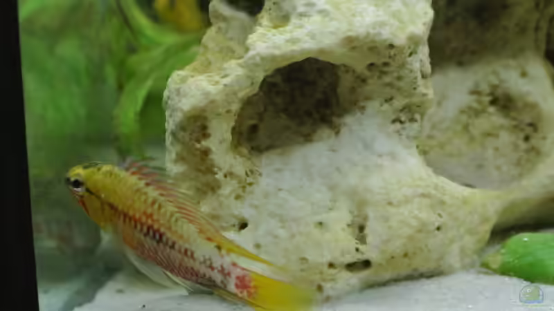 Besatz im Aquarium Südamerika Zwergbuntbarsche von Alsi (85)