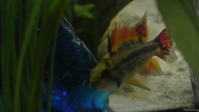 Besatz im Aquarium Südamerika Zwergbuntbarsche von Alsi (86)