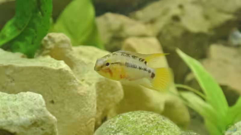 Besatz im Aquarium Südamerika Zwergbuntbarsche von Alsi (88)