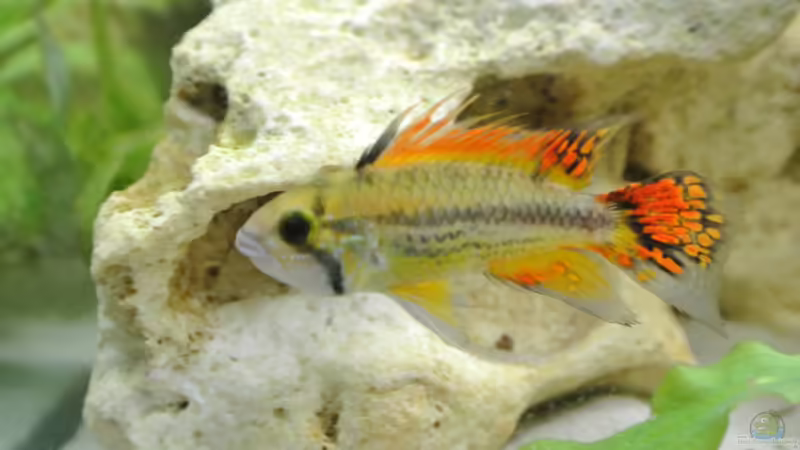 Besatz im Aquarium Südamerika Zwergbuntbarsche von Alsi (90)