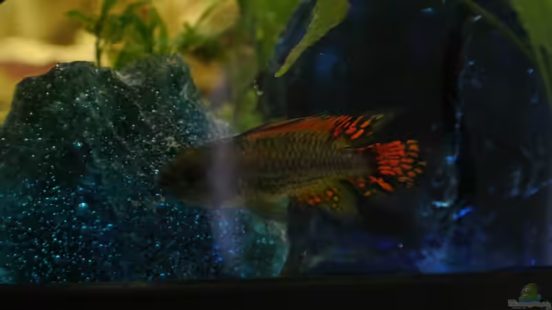 Besatz im Aquarium Südamerika Zwergbuntbarsche von Alsi (91)