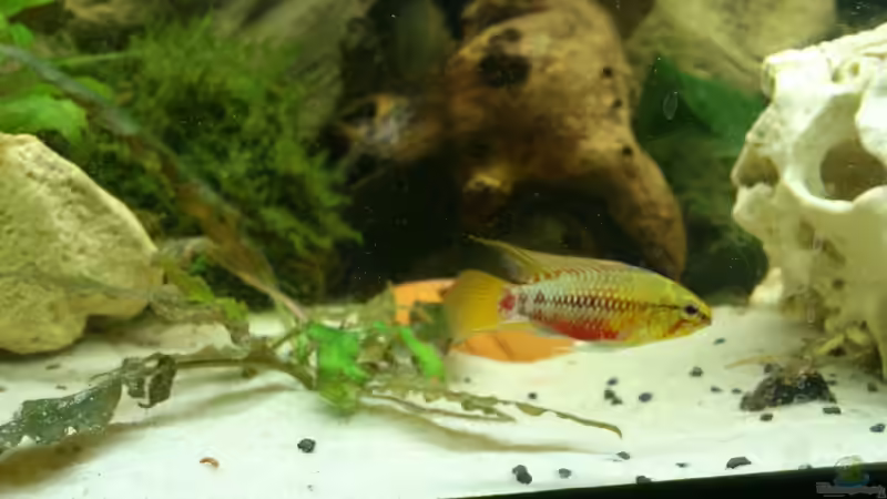 Besatz im Aquarium Südamerika Zwergbuntbarsche von Alsi (92)