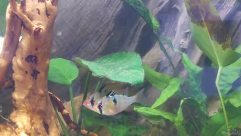 Besatz im Aquarium Südamerika Zwergbuntbarsche von Alsi (93)