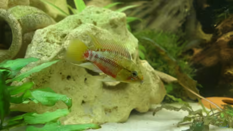 Besatz im Aquarium Südamerika Zwergbuntbarsche von Alsi (94)