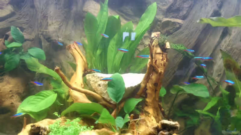 Besatz im Aquarium Südamerika Zwergbuntbarsche von Alsi (95)