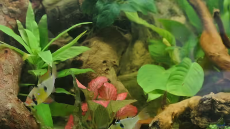 Besatz im Aquarium Südamerika Zwergbuntbarsche von Alsi (96)