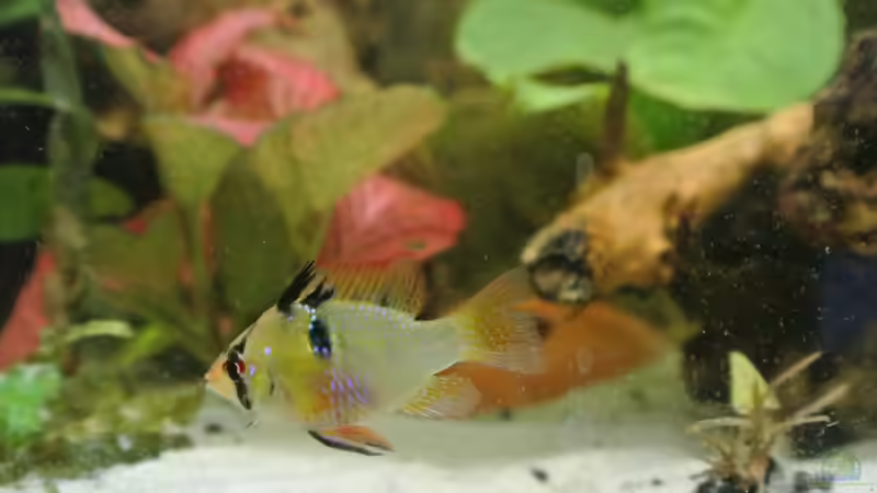 Besatz im Aquarium Südamerika Zwergbuntbarsche von Alsi (97)