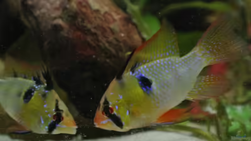 Besatz im Aquarium Südamerika Zwergbuntbarsche von Alsi (98)