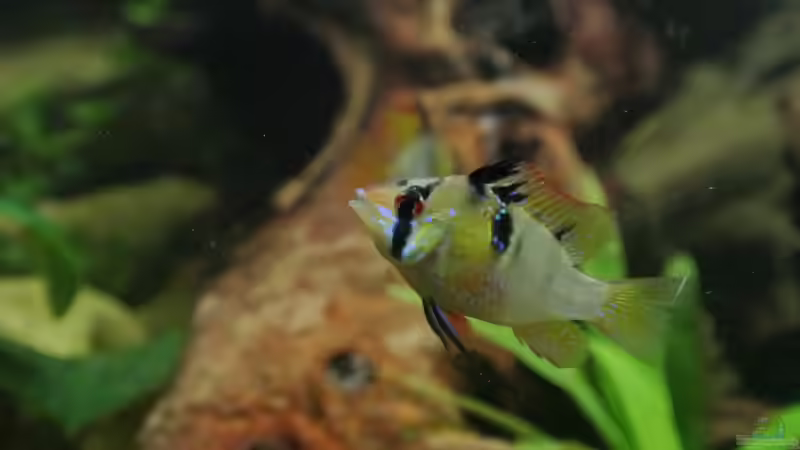 Besatz im Aquarium Südamerika Zwergbuntbarsche von Alsi (99)