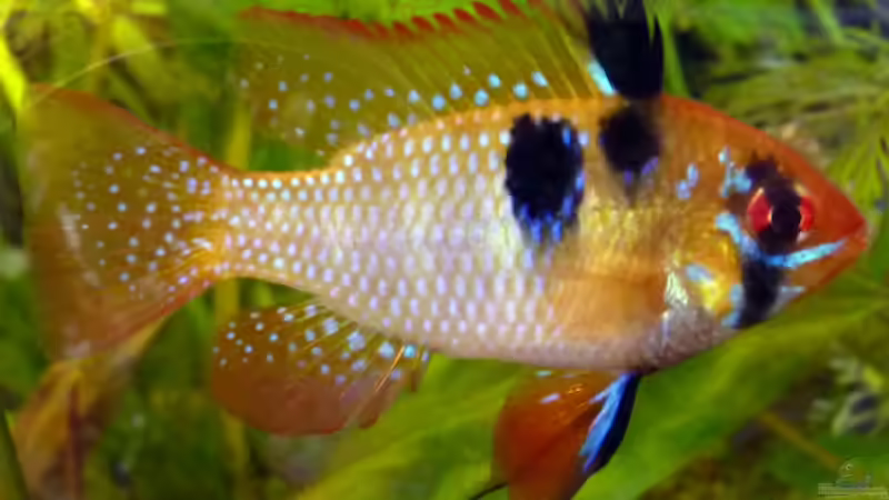 Besatz im Aquarium Südamerikabecken von _ME_ (10)